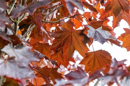 Blut-Ahorn 'Crimson Sentry' mit Herbstlaub, erhältlich als: Hochstamm; Einsatz: anspruchslose Pflanzeherbstfärbung;;günstig mit Qualität