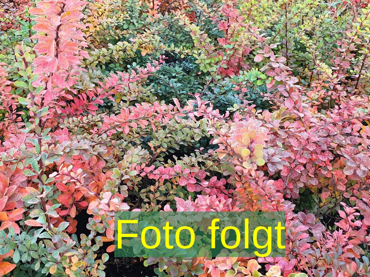 Berberis verruculosa (Warzenberberitze)