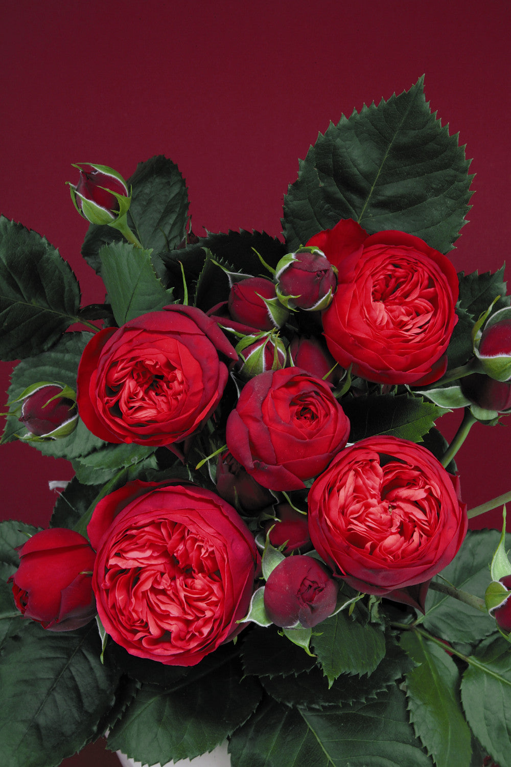 Rosa 'Piano' TH mit Blüte; Einsatz: ;;ab 11,80 Euro
