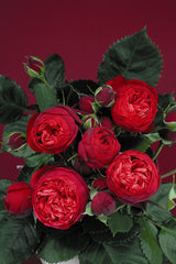 Rosa 'Piano' TH; hier mit Blüte; duftend; Einsatzmöglichkeit z.B. : Beet;;ab 16,25 Euro