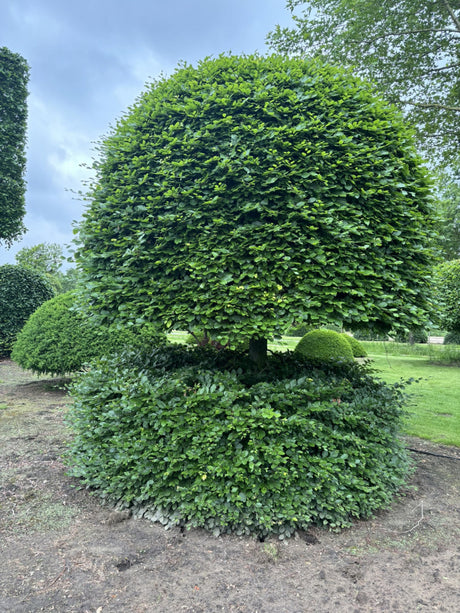 Fagus sylvatica VkG 5; als Pflanze im Beet; vielseitig; Einsatzmöglichkeit z.B. : Gärten;;mit zeitnaher Lieferung