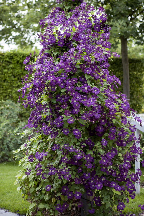 Clematis viticella , erhältlich von 100-150 bis 150-200 cm;;ab 37,40 Euro