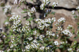 Origanum vulgare; hier mit Blüte; winterhart; Einsatzmöglichkeit z.B. : Kräutergarten;;ab 0,00 Euro
