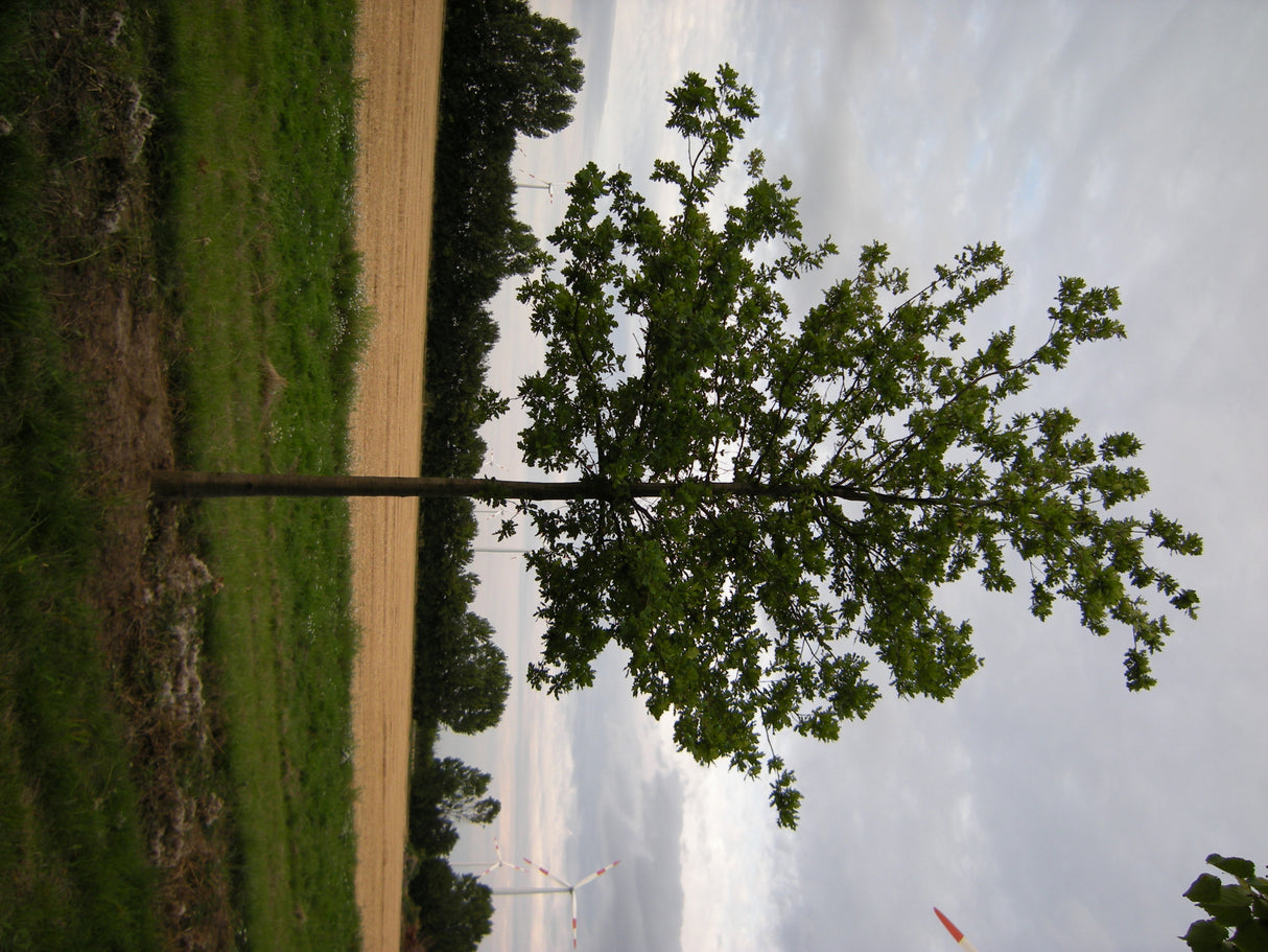 Quercus coccinea , erhältlich von 125-150 bis 450-650 cm;;ab 73,00 Euro