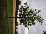 Quercus coccinea , erhältlich von 125-150 bis 450-650 cm;;ab 73,00 Euro