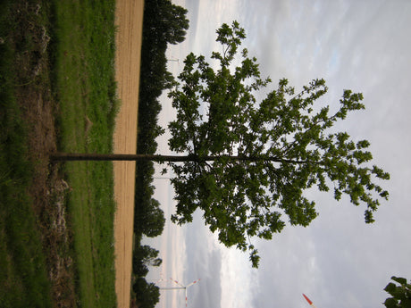 Quercus coccinea , erhältlich von 125-150 bis 450-650 cm;;ab 73,00 Euro