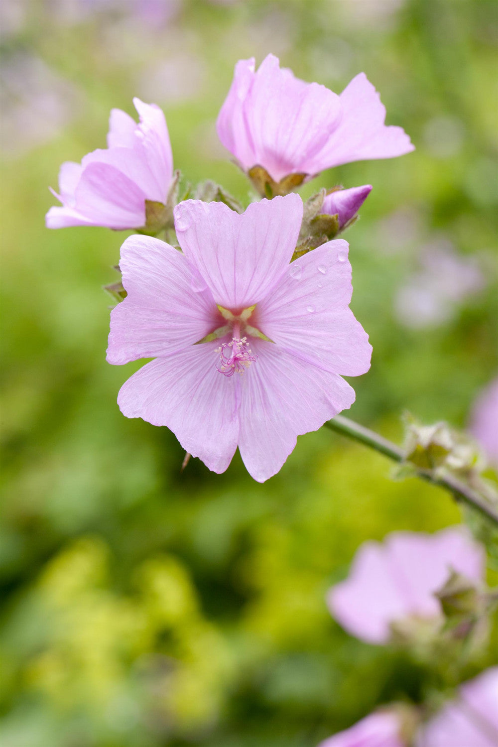 Malva moschata mit Blüte; Einsatz: ;;ab 3,55 Euro
