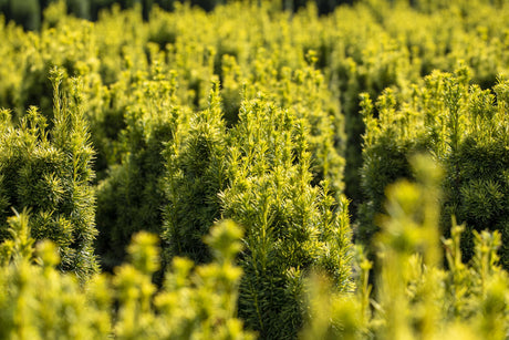Taxus baccata 'Fastigiata Aureomarginata' , erhältlich von 30-40 bis 120-140 cm;;ab 37,40 Euro