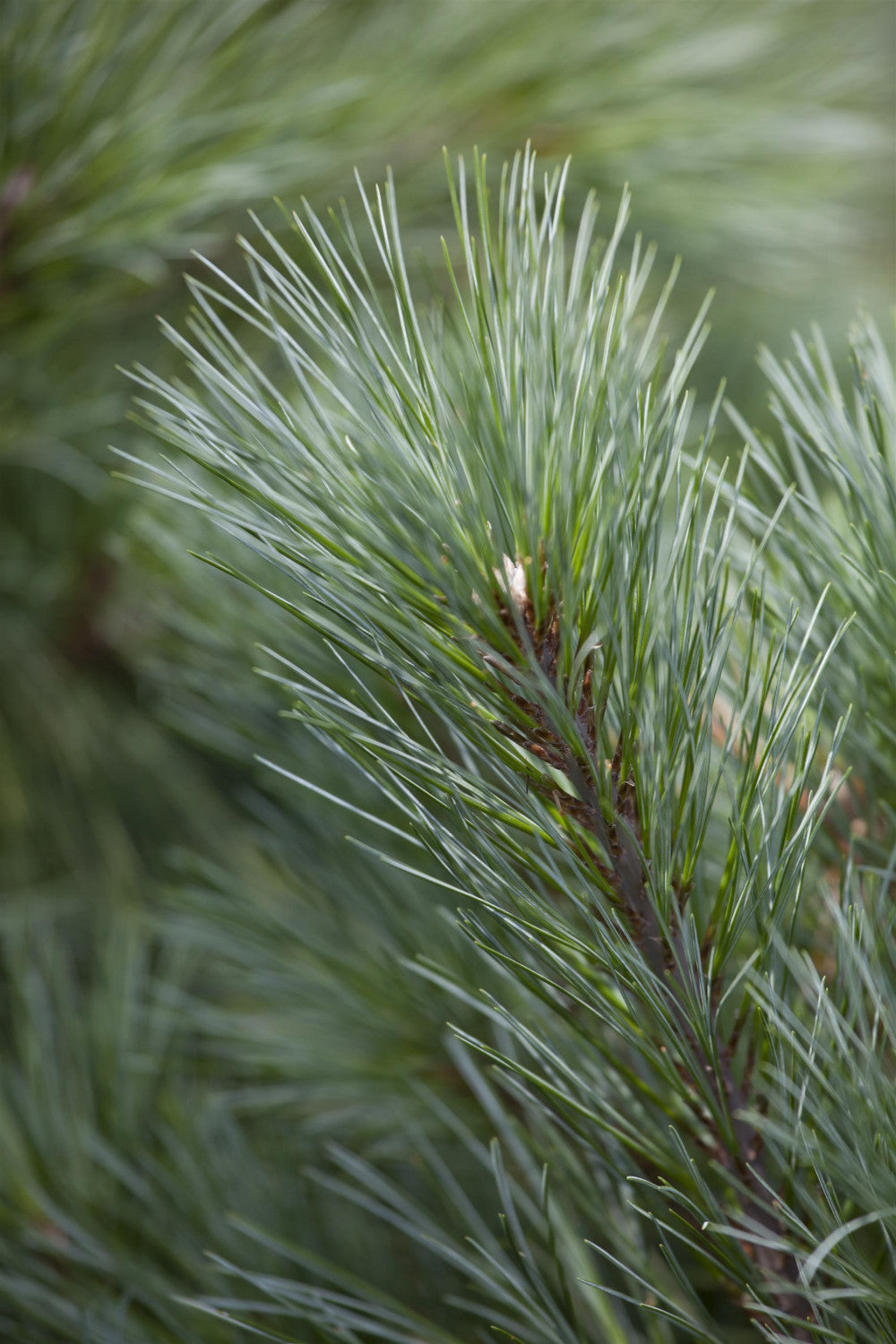 Pinus strobus im Topf, erhältlich von 40-60 bis 200-250 cm; Einsatz: ;;ab 0,67 Euro