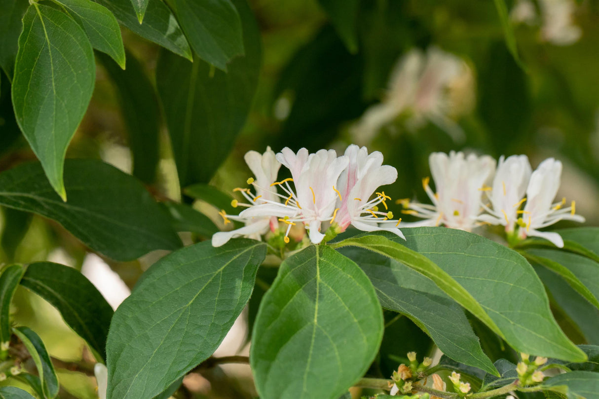 Lonicera maackii mit Blüte, erhältlich von 60-100 bis 80-100 cm; Einsatz: ;;ab 14,00 Euro