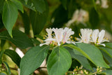 Lonicera maackii; hier mit Blüte; robust; Einsatzmöglichkeit z.B. : Hecke; verfügbar in 2 Größen und Varianten;;ab 24,20 Euro