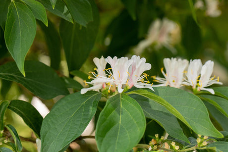 Lonicera maackii mit Blüte, erhältlich von 60-100 bis 80-100 cm; Einsatz: ;;ab 14,00 Euro
