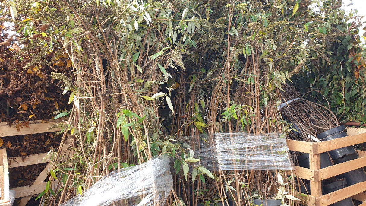 Sommerflieder 'Ile de France'; vorbereitet für Versand; blütenvielfalt; Einsatzmöglichkeit z.B. : Schmetterlingsstrauch; erhältlich von 60-100 bis 125-150 cm;;hier kaufen