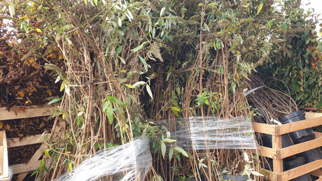 Sommerflieder 'Ile de France'; vorbereitet für Versand; blütenvielfalt; Einsatzmöglichkeit z.B. : Schmetterlingsstrauch; erhältlich von 60-100 bis 125-150 cm;;hier kaufen
