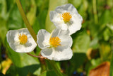 Sagittaria latifolia; hier mit Blüte; schmuckpflanze; Einsatzmöglichkeit z.B. : Teichbepflanzung;;ab 0,00 Euro