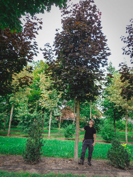 Acer platanoides 'Royal Red'; schnellwachsend;;Pflanzen vom Profi