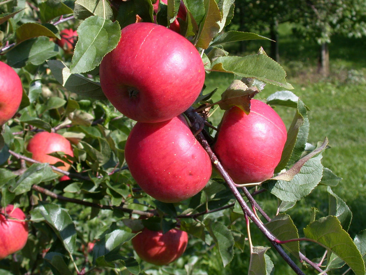 Malus 'Topaz' mit Früchten, erhältlich von 150-200 bis 450-650 cm; Einsatz: ;;ab 42,80 Euro