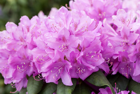 Rhododendron Hybr. 'Catawbiense Boursault' mit Blüte, erhältlich von 30-40 bis 90-100 cm; Einsatz: ;;ab 27,40 Euro