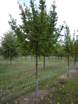 Cornus mas VkG 1, 2, 3, 4, 5, 6 , erhältlich von 40-60 bis 450-650 cm;;ab 3,25 Euro