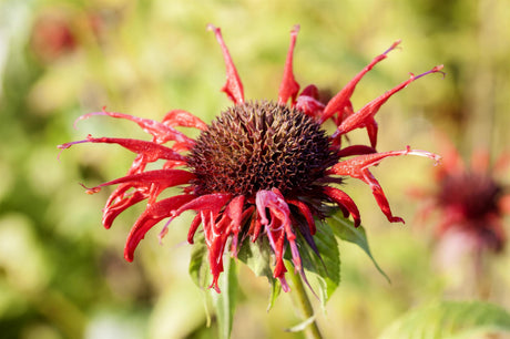 Monarda didyma 'Squaw' mit Blüte; Einsatz: , ;;ab 4,48 Euro