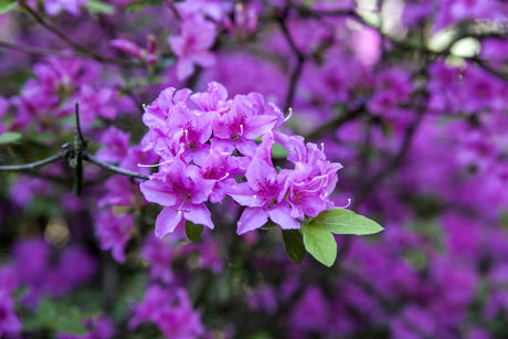 Rhododendron 'Praecox' mit Blüte, erhältlich von 20-25 bis 60-70 cm; Einsatz: ;;ab 15,90 Euro