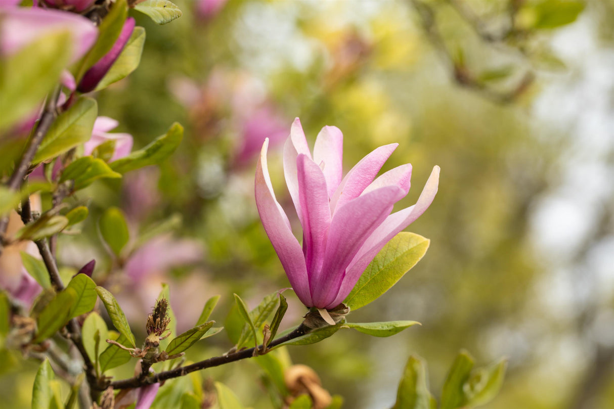 Magnolia liliiflora 'Susan' mit Blüte, erhältlich von 40-60 bis 175-200 cm; Einsatz: ;;ab 42,80 Euro