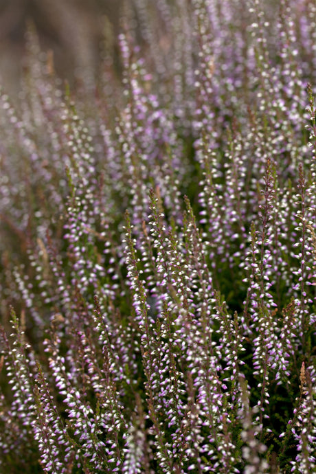 Calluna vulgaris 'Marleen' , erhältlich von 10-15 bis 10-15 cm;;ab 2,31 Euro