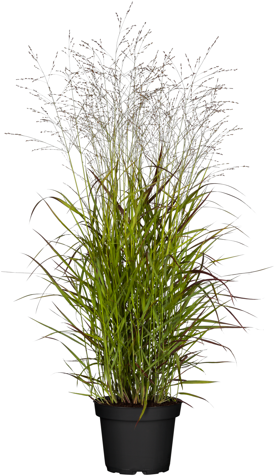 Panicum virgatum 'Rehbraun' im Topf; Einsatz: ;;ab 4,70 Euro