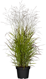 Panicum virgatum 'Rehbraun'; hier im Topf; winterhart; Einsatzmöglichkeit z.B. : Beet; verfügbar in 2 Größen und Varianten;;ab 0,00 Euro