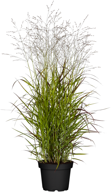 Panicum virgatum 'Rehbraun' im Topf; Einsatz: , ;;ab 4,10 Euro