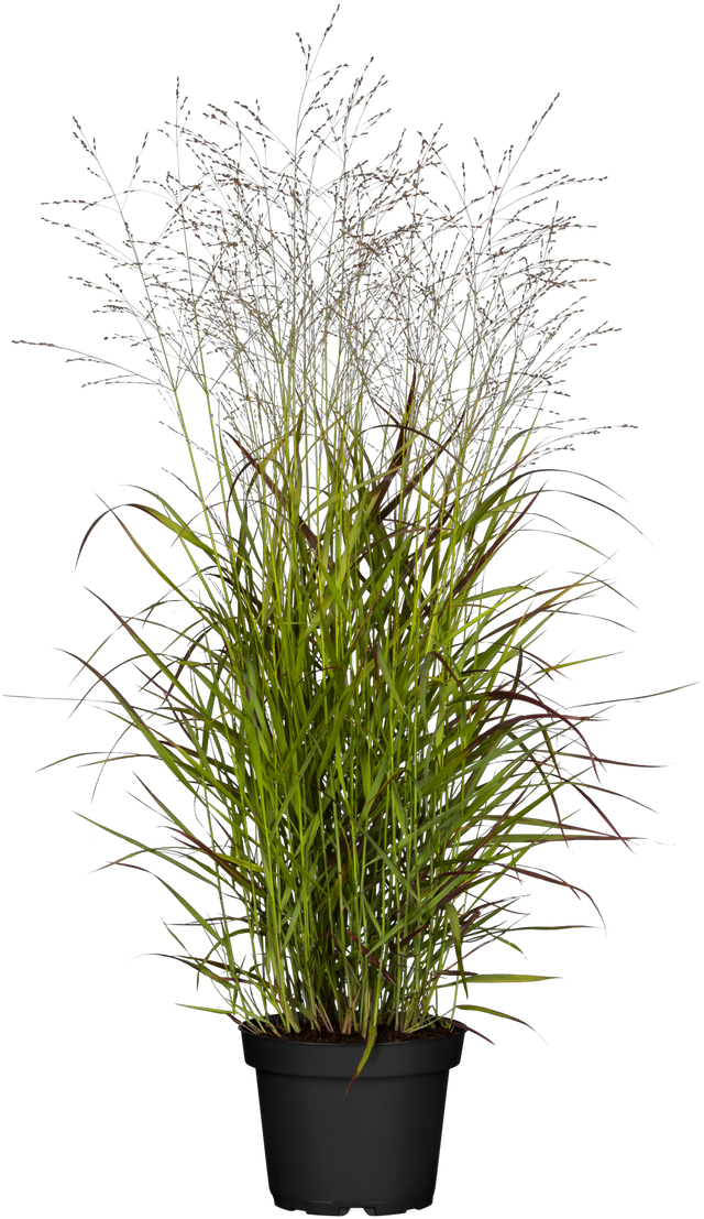 Panicum virgatum 'Rehbraun' im Topf; Einsatz: ;;ab 4,70 Euro