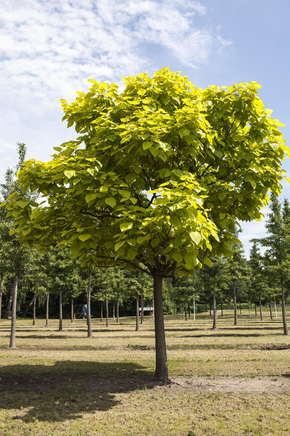 Catalpa bignonioides 'Aurea' , erhältlich von 270-330 bis 450-650 cm;;ab 279,00 Euro