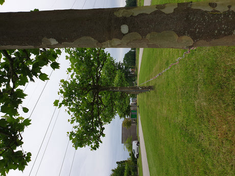 Platanus hispanica; in Gruppe; stadtklimafest; Einsatzmöglichkeit z.B. : stadtklimafeste Pflanze;;ab 33,30 Euro