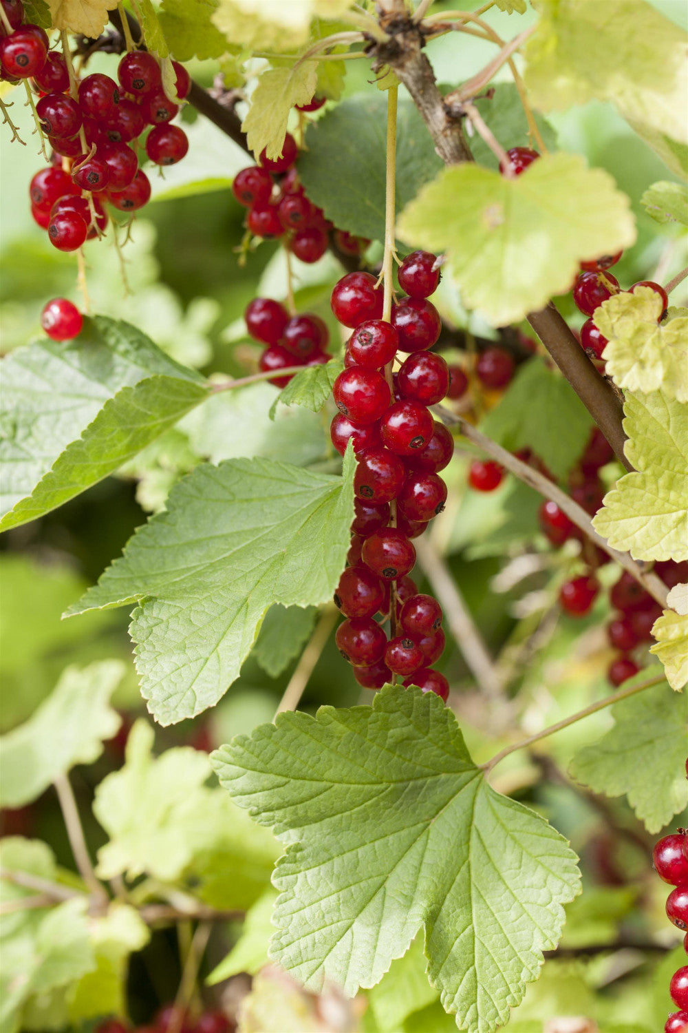 Ribes rubrum 'Red Lake' mit Früchten, erhältlich von 3- bis 80-90 cm; Einsatz: ;;ab 15,90 Euro