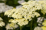 Achillea filipendulina 'Credo'; hier mit Blüte; bienennährpflanze; Einsatzmöglichkeit z.B. : Staudenbeet;;ab 0,00 Euro