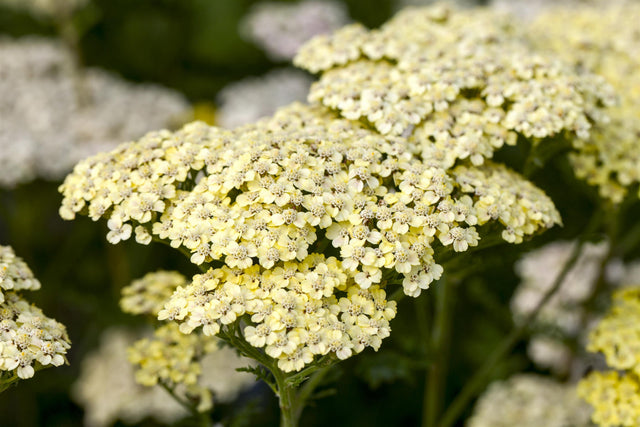 Achillea filipendulina 'Credo' mit Blüte ;;ab 4,15 Euro