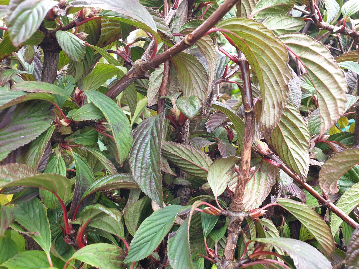 Winterschneeball 'Dawn'; hier mit Herbstlaub; winterblüher; Einsatzmöglichkeit z.B. : Ziergehölz; erhältlich von 40-60 bis 175-200 cm;;hier kaufen