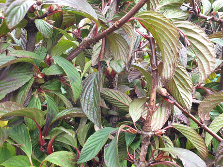 Winterschneeball 'Dawn'; hier mit Herbstlaub; winterblüher; Einsatzmöglichkeit z.B. : Ziergehölz; erhältlich von 40-60 bis 175-200 cm;;hier kaufen