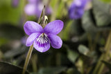 Viola odorata; hier mit Blüte; duftend; Einsatzmöglichkeit z.B. : Steingärten;;ab 0,00 Euro