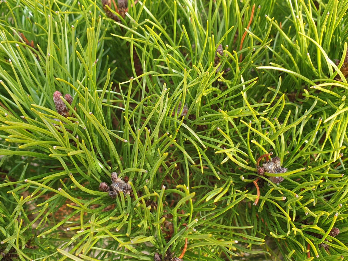 Zwergkiefer 'Mops'; hier mit Belaubung; winterhart; Einsatzmöglichkeit z.B. : Einzelstellung;;günstig mit Qualität