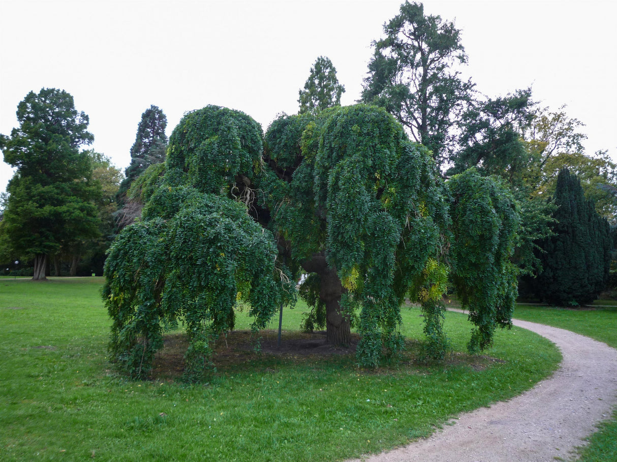 Fraxinus exc. 'Pendula' , erhältlich von 270-330 bis 450-650 cm;;ab 387,00 Euro