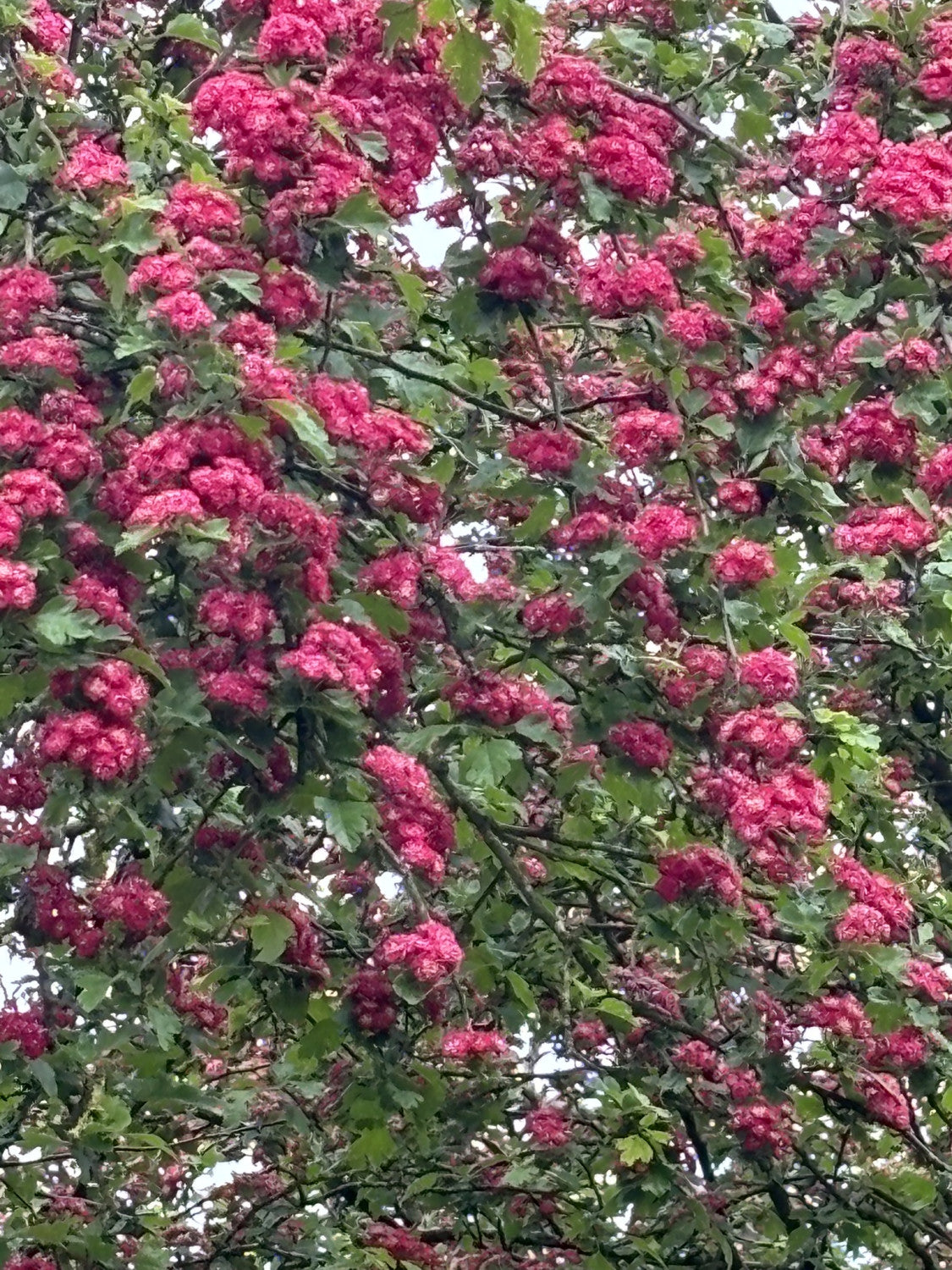 Synonym (alte Bezeichnung): Crataegus laevigata 'Kermesina Plena' mit Blüte, erhältlich als: Hochstamm, Solitär, Alleebaum; Einsatz: Ziergehölzpflegeleicht;;günstig mit Qualität