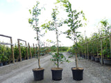 Fagus sylvatica im Topf; Einsatz: Grundstücksabgrenzung, nahrungsquelle für Vögel;;Pflanzen vom Profi