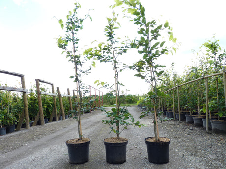 Fagus sylvatica; hier im Topf; industriefest und hart; Einsatzmöglichkeit z.B. : Vogelschutzhecke;;Pflanzen vom Profi