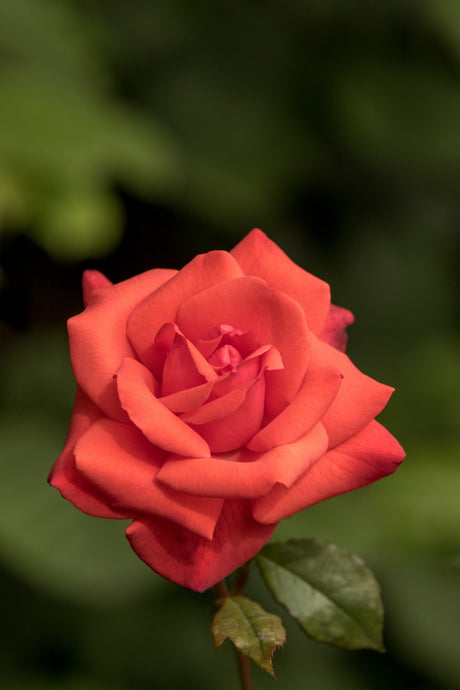 Rosa 'Piccolo' BT mit Blüte; Einsatz: , ;;ab 5,65 Euro