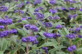 Caryopteris clandonensis 'Grand Bleu'; hier mit Blüte; blüht lange; Einsatzmöglichkeit z.B. : Bienenweide; erhältlich von 40-60 bis 40-60 cm;;ab 19,50 Euro