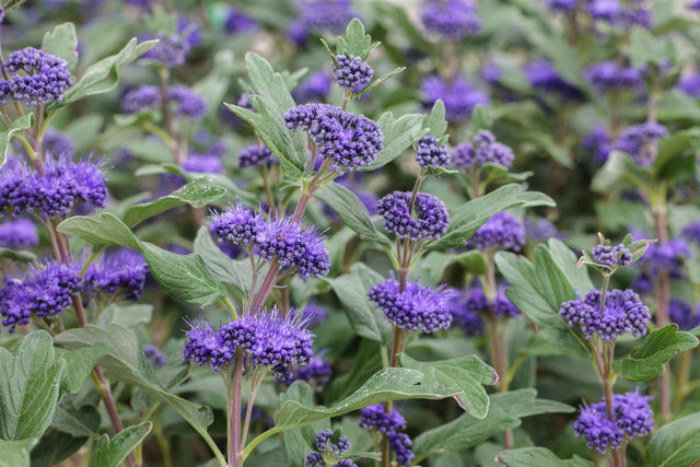 Caryopteris clandonensis 'Grand Bleu' mit Blüte, erhältlich von 40-60 bis 40-60 cm; Einsatz: ;;ab 14,30 Euro