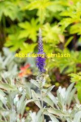 Genaues Foto für Veronica spicata ssp. inc. 'Silberteppich' folgt; dieses ähnliche Bild dient der Illustration von Silberblatt-Ehrenpreis