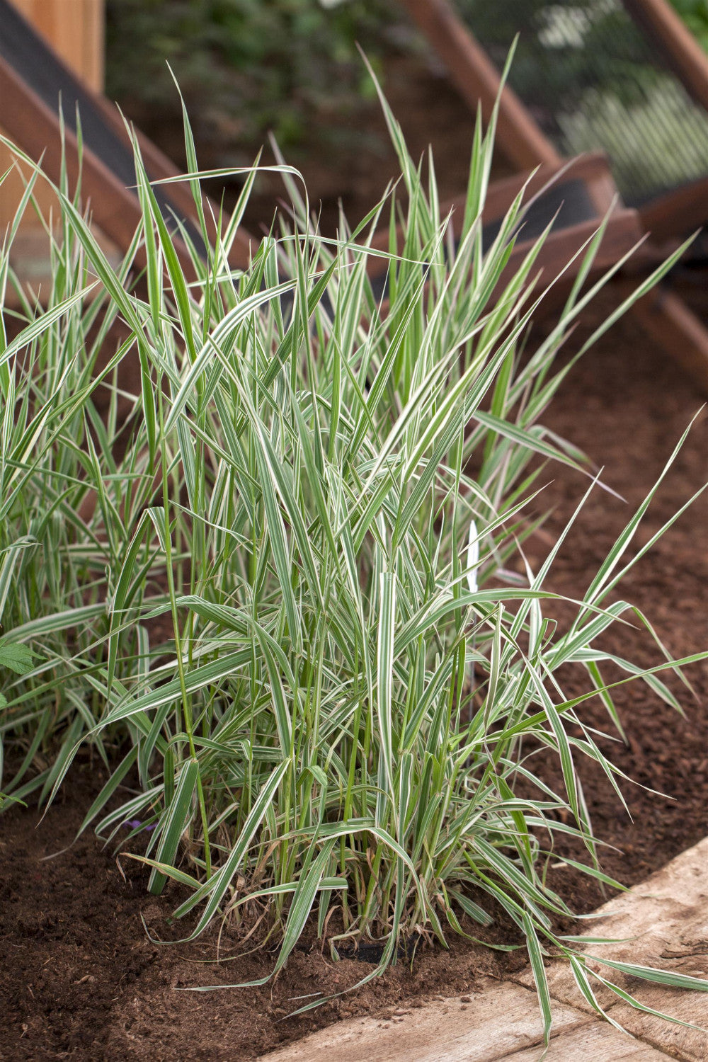 Phalaris arundinacea ;;ab 2,68 Euro