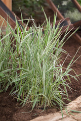 Phalaris arundinacea; schnellwachsend;;ab 0,00 Euro